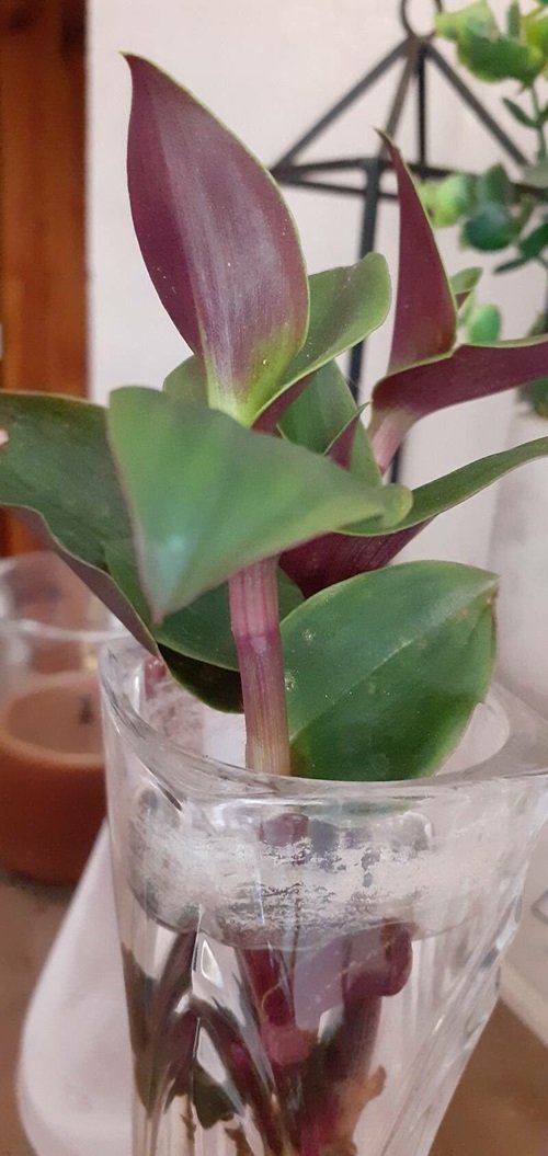 Tradescantia for growing in water 7