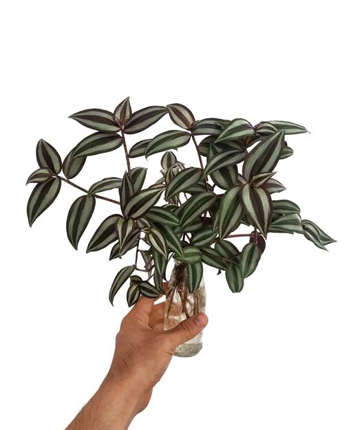 Tradescantia for growing in water 1