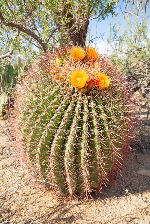 Prickly succulents 7