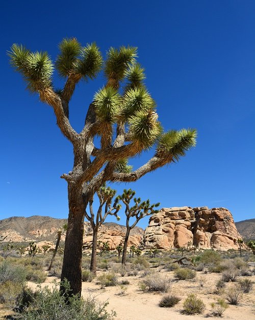 Prickly succulents 11