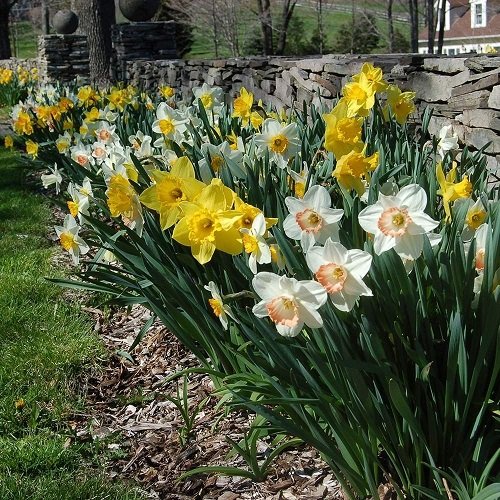 Ways to grow daffodils 7