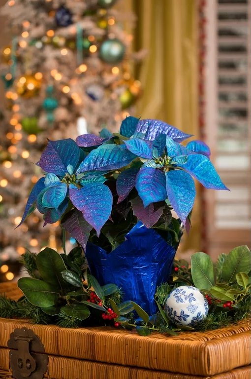 Are blue poinsettias real? 2