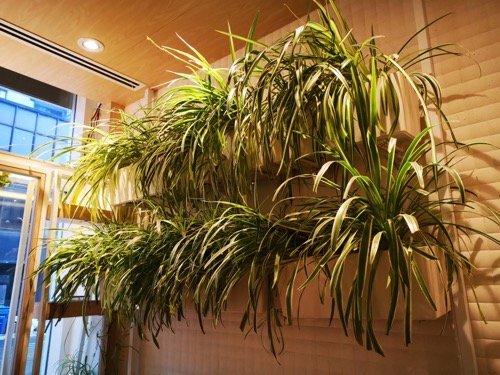 Spider Plant Wall Decor Ideas 15