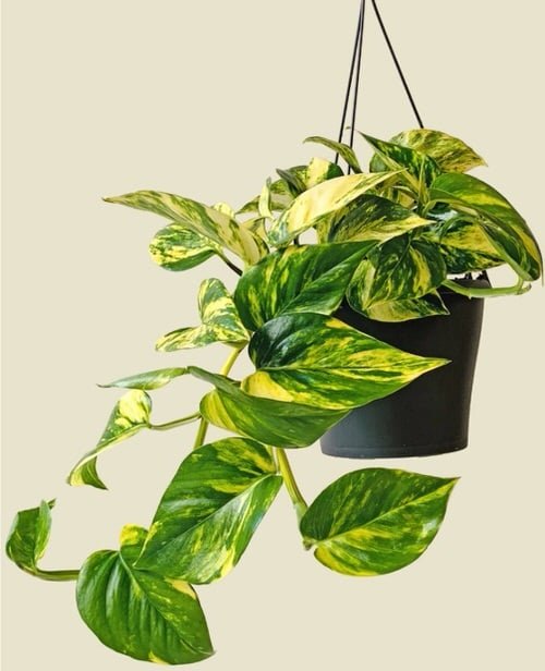 Colorful versions of the most popular houseplants 1