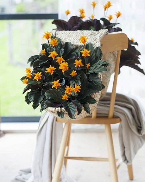 Flowering Calatheas 1