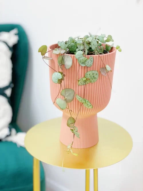 Succulents that bring happiness 9