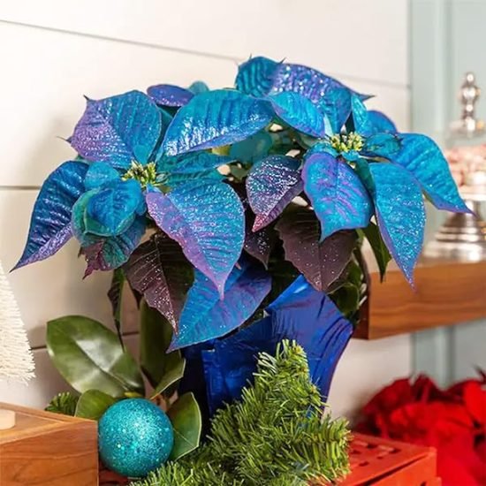 Are blue poinsettias real?