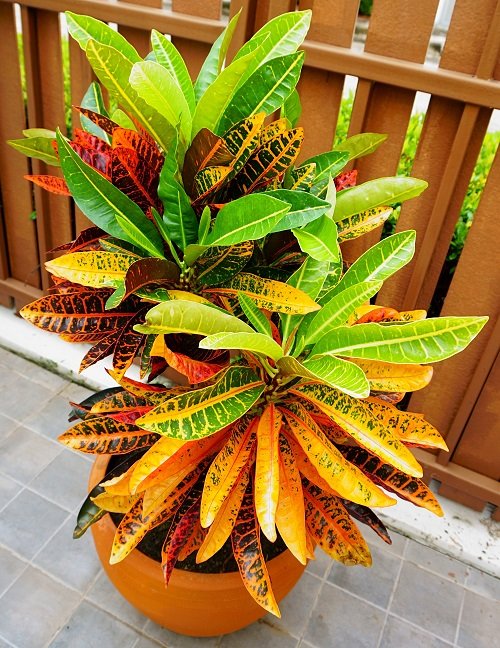 Plants with 4 colored leaves 1