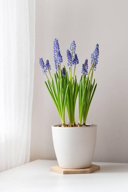 Hyacinth plant for coffee table 13