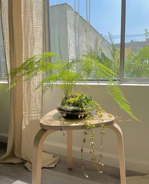Fern plant for coffee table 11