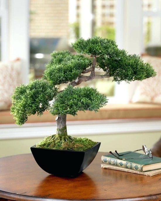 Indoor bonsai plants
