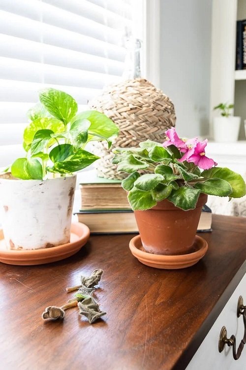 African violet plant for coffee table plant.14