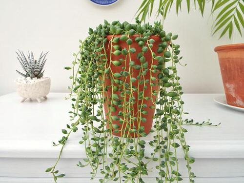 The Best Hanging Succulents 5