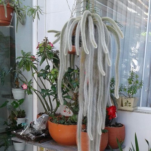 Best Hanging Succulents 11