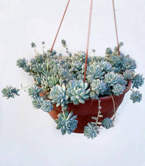 Best Hanging Succulents 16