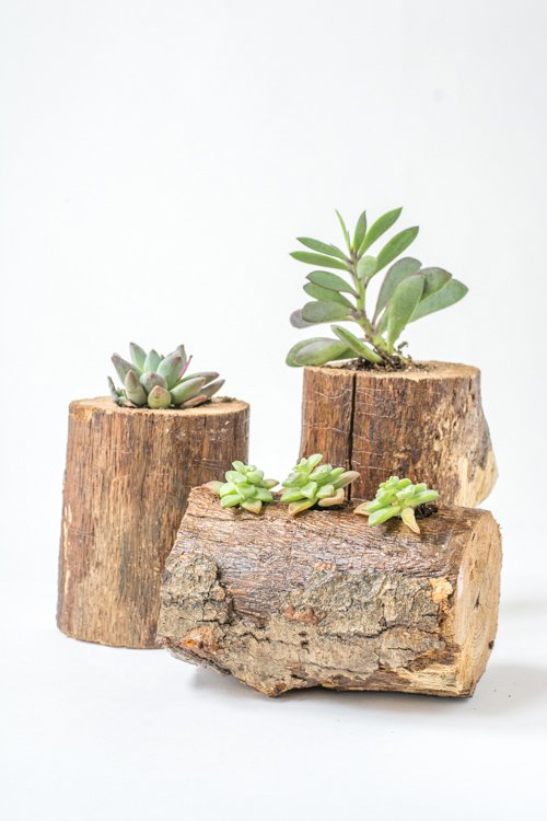 Succulent garden made from unusual items 3