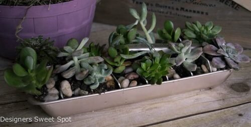Succulent garden made from unusual objects 15
