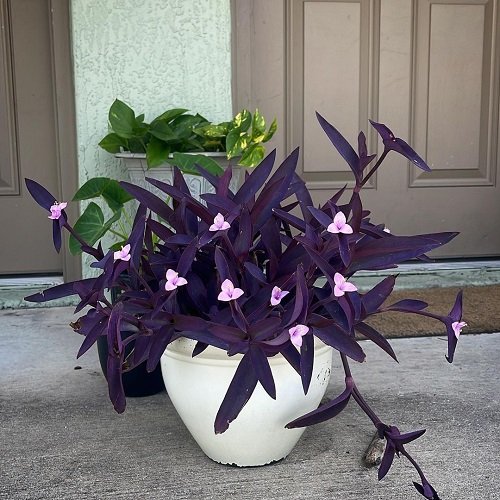Spiderwort, houseplants with purple flowers
