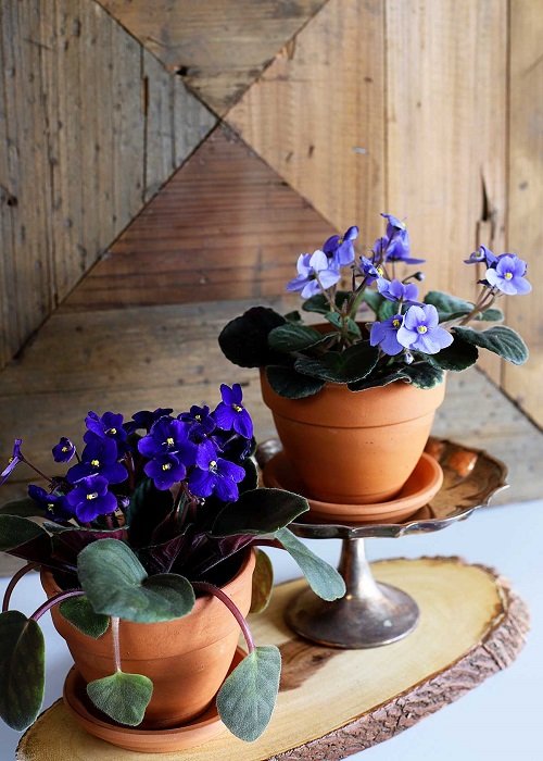 beautiful indoor purple flower plant