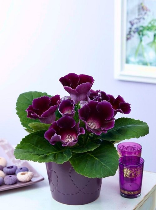 Purple flowering houseplants 1