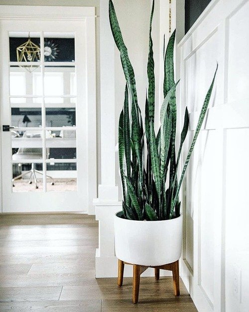 Best Places to Keep a Snake Plant Indoors 7