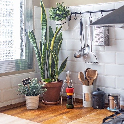 Best Places to Keep a Snake Plant Indoors 9