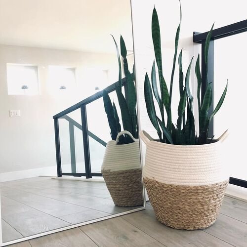 Best Places to Keep a Snake Plant Indoors 17