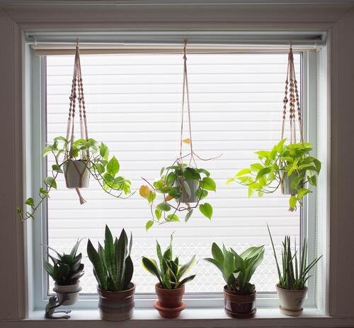 Best Places to Keep a Snake Plant Indoors15