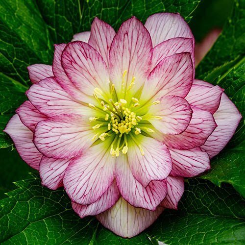 33 Best Types of Helleborus Varieties 7