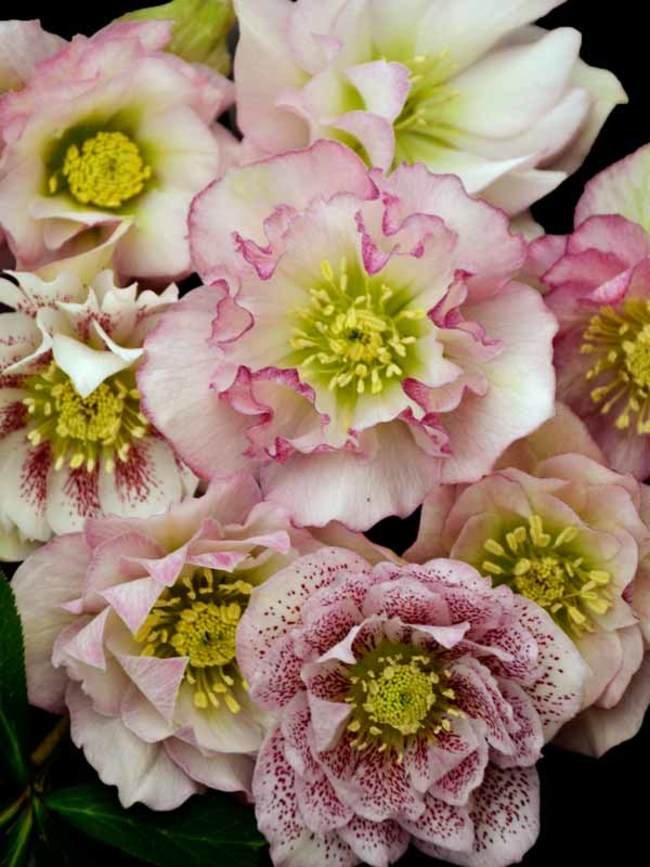 33 Best Types of Helleborus Varieties 11