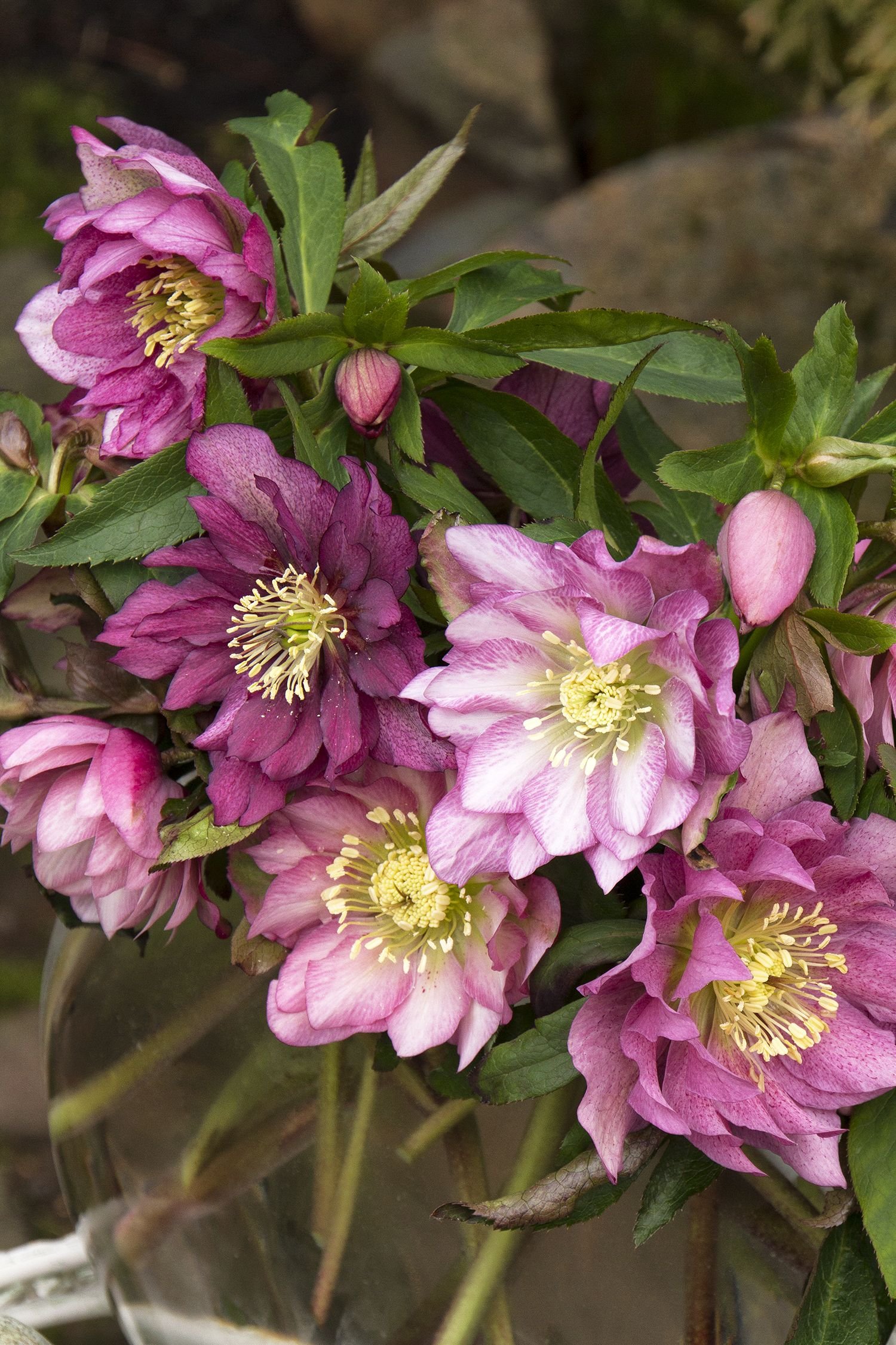 33 Best Types of Hellebore Varieties 14