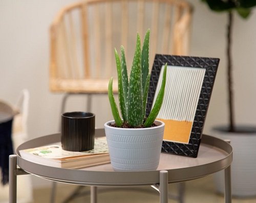  Aloe plant for coffee table 7