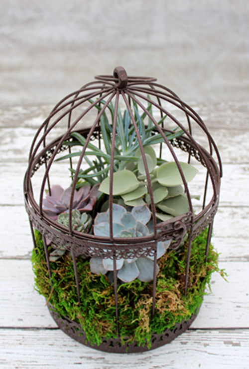 Succulent garden made from unusual items 5