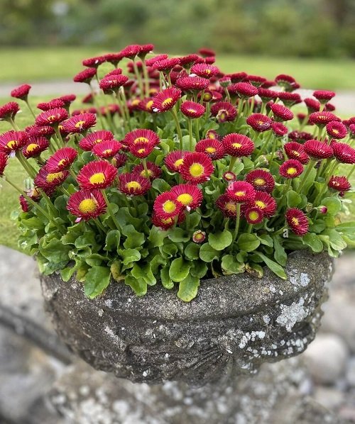Plants that bloom immediately after planting