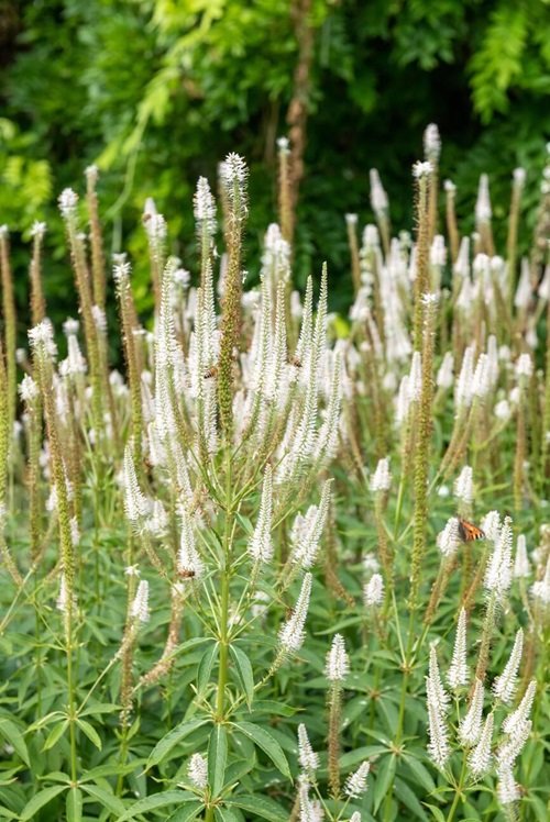 Culver's Root Best cone-shaped flowers