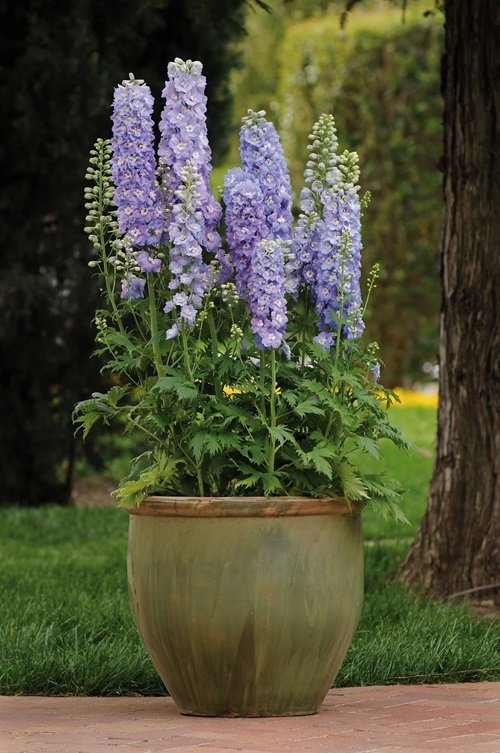 Delphinium cone flower pot in the garden