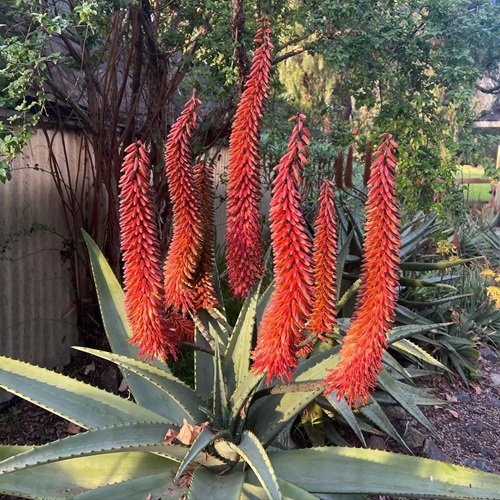 Aloe Succotrina cone flower plant in the garden 