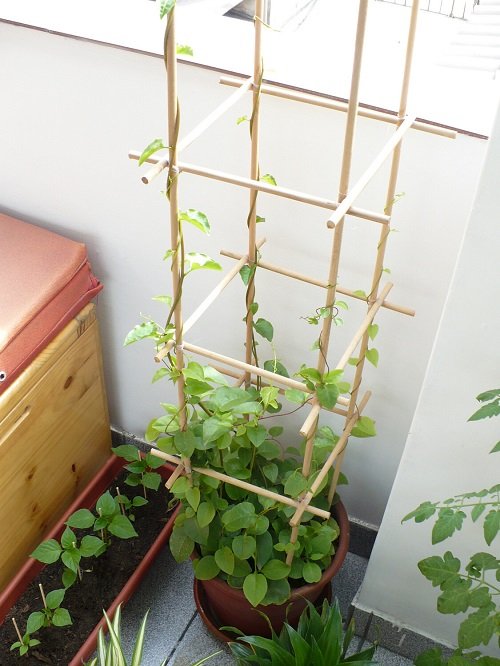 You can grow indoor vines that are edible.1