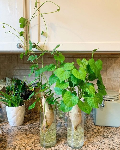 Edible House Vines You Can Grow 