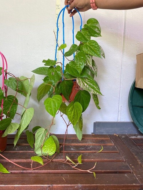 Edible vines that you can grow hanging indoors 