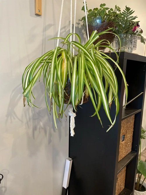 Spider plants in hanging baskets 4