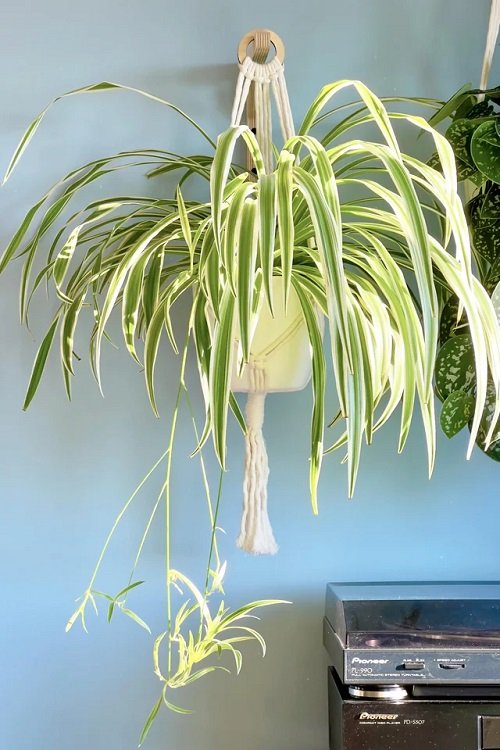 Spider plants in hanging baskets 1