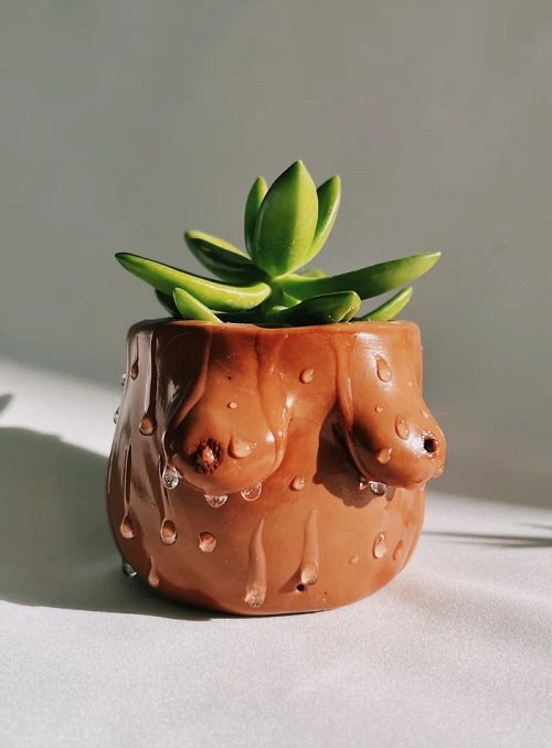 Mini succulents in booby pots are the cutest thing