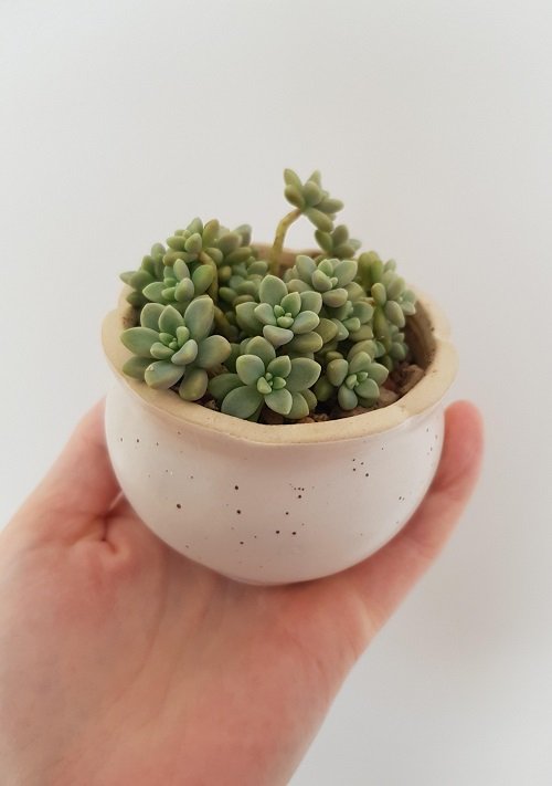  Mini succulents in mini pots are the cutest thing