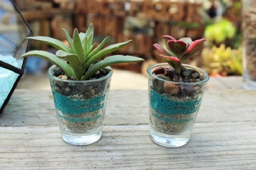 These mini succulents in a short glass 