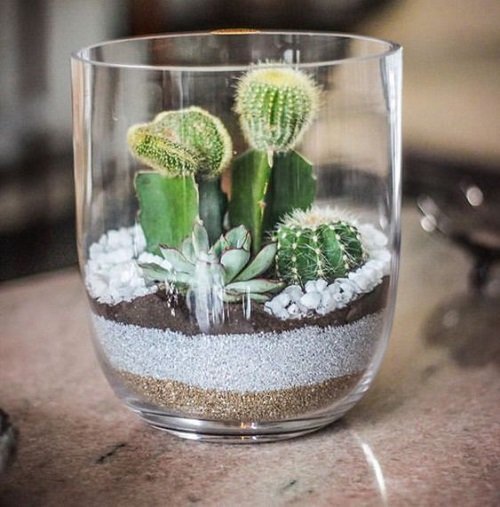 These mini succulents in a whiskey glass