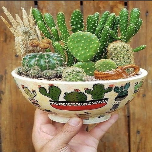 These mini succulents in a soup bowl