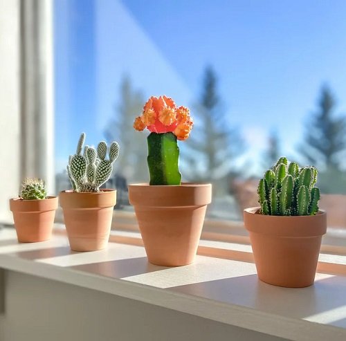These mini succulents in mini pots in the window