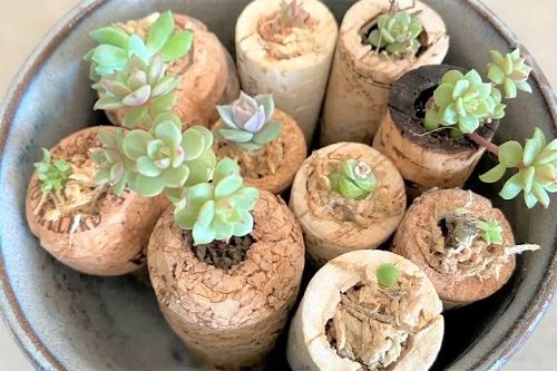 These mini succulents in mini cork shape