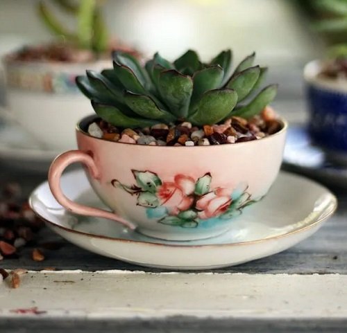 These mini succulents in a teacup